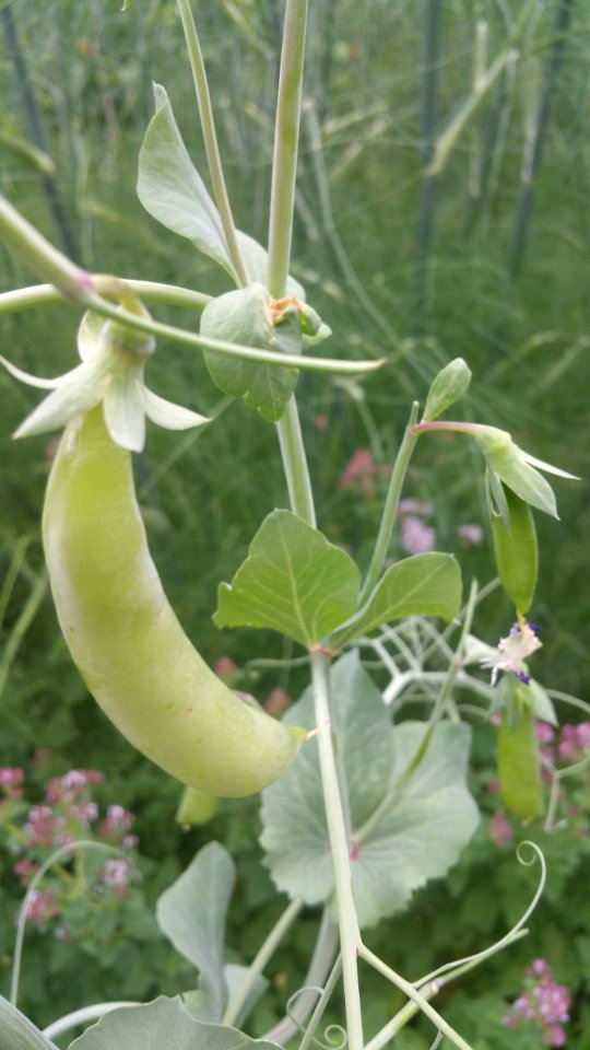 Peas