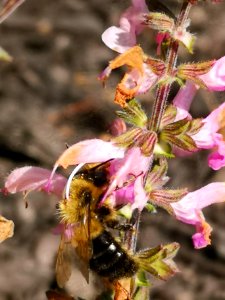 Bumblebee visiting meadow sage