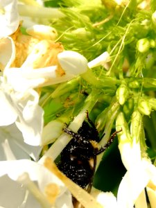 Carpenter bee nectar robbing Phlox paniculata David