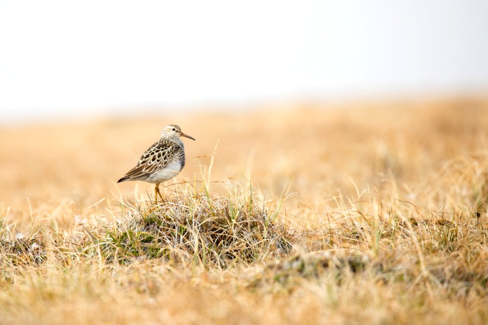 Pectoral Sandpiper