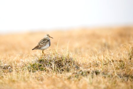Pectoral Sandpiper