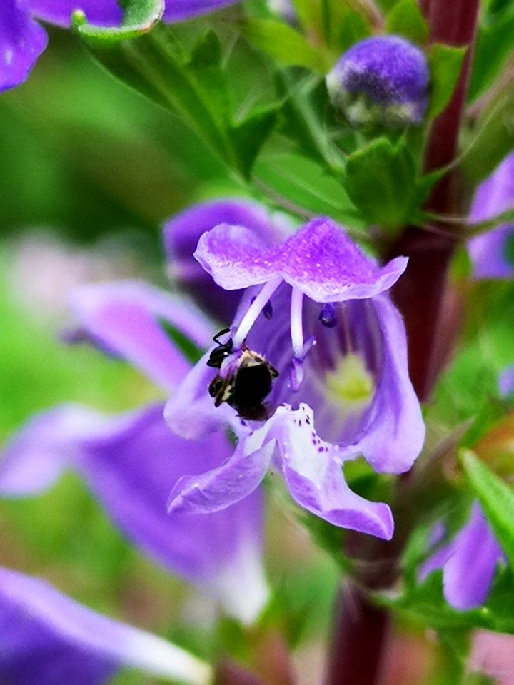 Little critters visiting dragonhead (Dracocephalum moldavica)