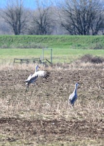 0188 crane dance munsel ODFW