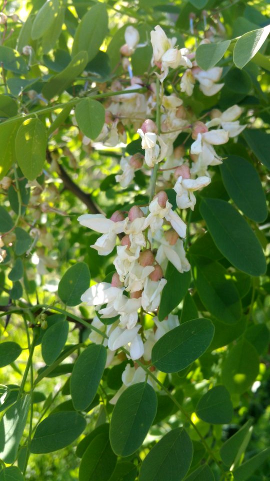 Robinia pseudoacacia