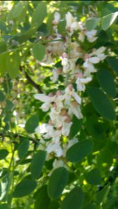 Robinia pseudoacacia