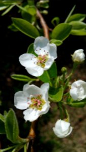 Pyrus communis