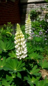 Lupine