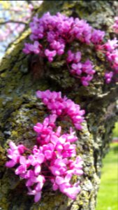 Redbud