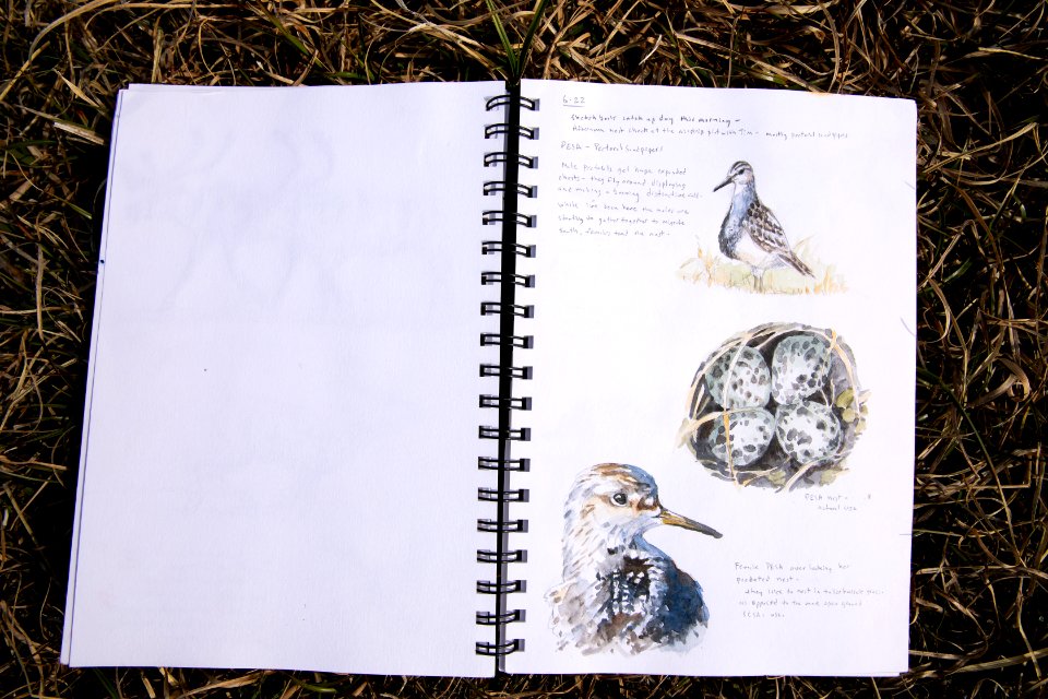 Arctic Bird Fest 2019