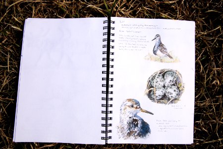 Arctic Bird Fest 2019
