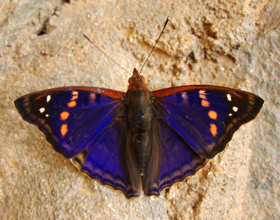 Bug blue purple emporer