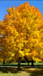 Autumn maple photo