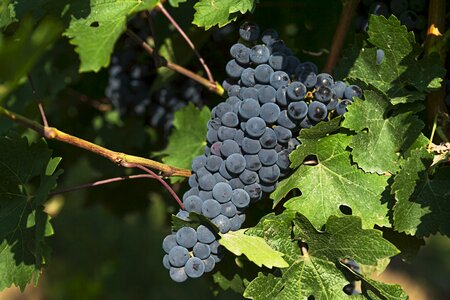 Wine vineyards countryside photo