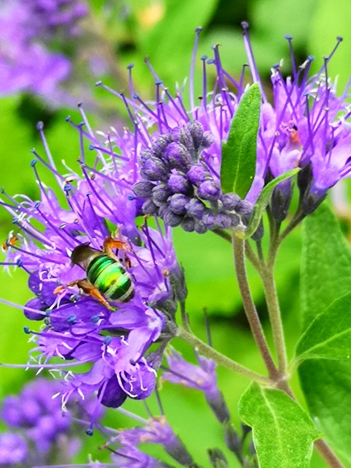 Sweat bee visiting bluebeard Caryopteris Dark Knight