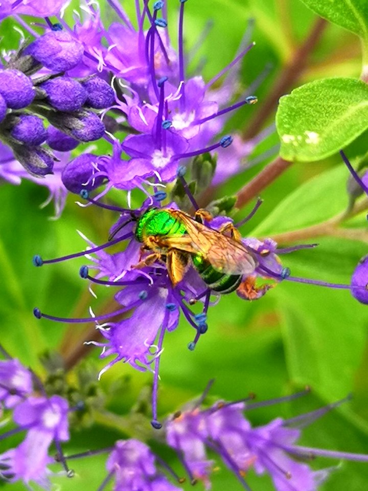 Sweat bee visiting bluebeard Caryopteris Dark Knight