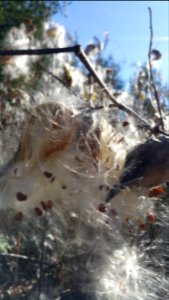 Milkweed
