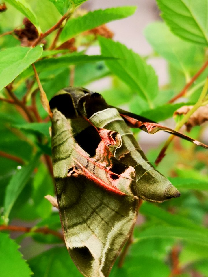 Pandora sphinx moth (Eumorpha pandorus) at garden centre