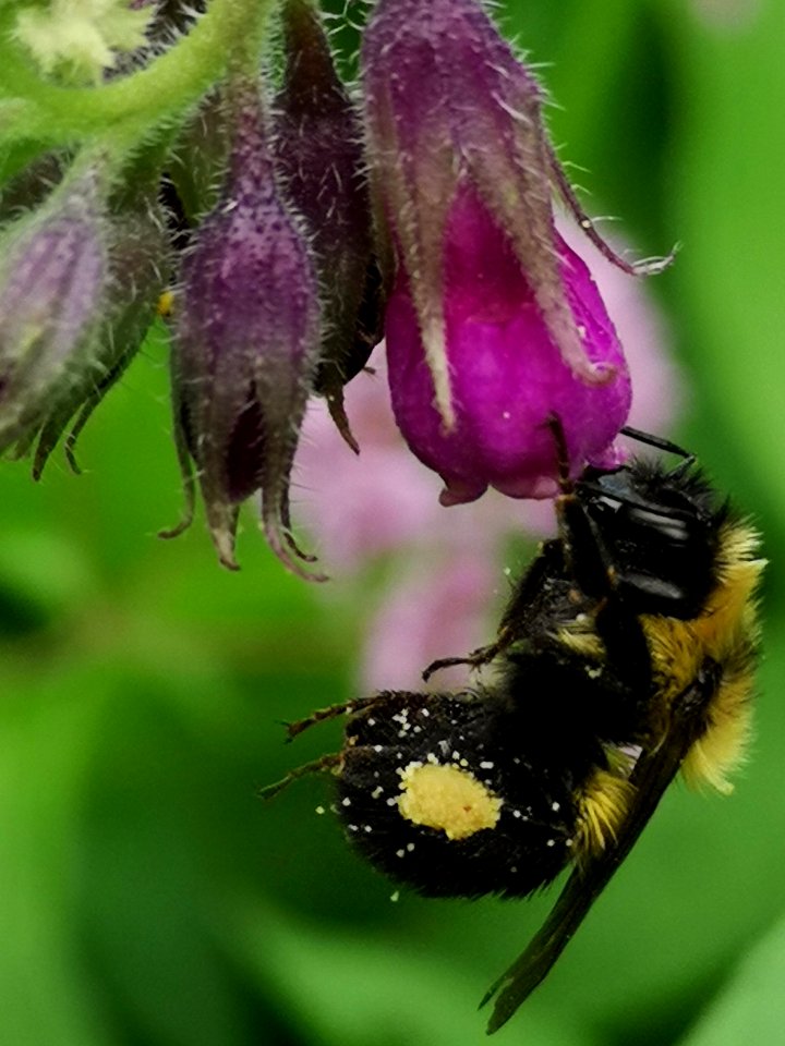Bumblebee visiting comfrey (Symphytum) flowers
