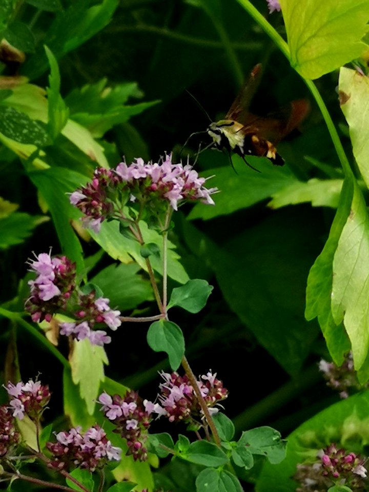 Snowberry clearwing moth (Hemaris diffinis) visiting oregano (Origanum vulgare)