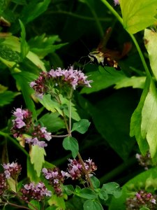 Snowberry clearwing moth (Hemaris diffinis) visiting oregano (Origanum vulgare)