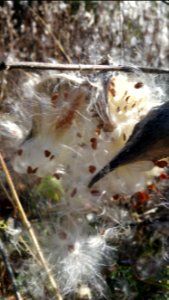 Milkweed in Komoka provincial park