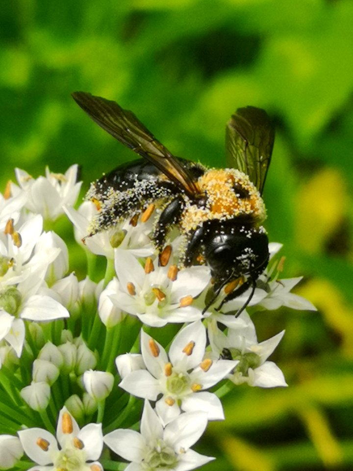 Carpenter bee Xylocopa virginica covered in pollen visiting flowers of garlic chives Allium tuberosum