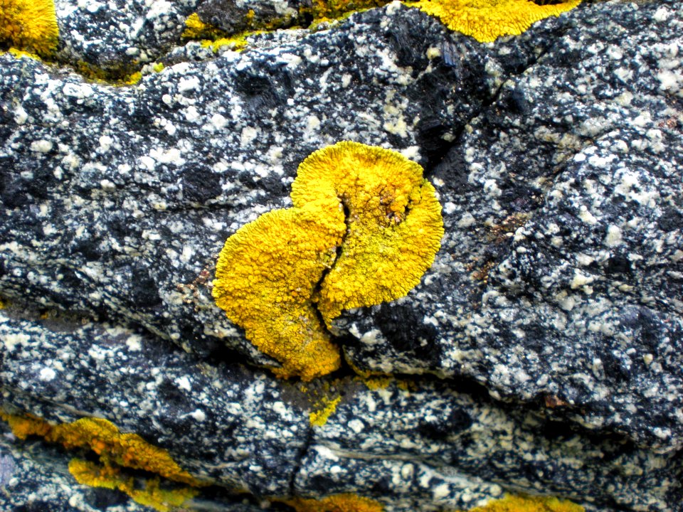 Xanthoria parietina ? - Crustose lichen - beautiful yellow