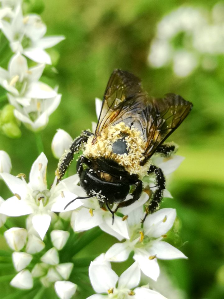 Carpenter bee Xylocopa virginica covered in pollen visiting flowers of garlic chives Allium tuberosum