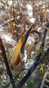 Milkweed