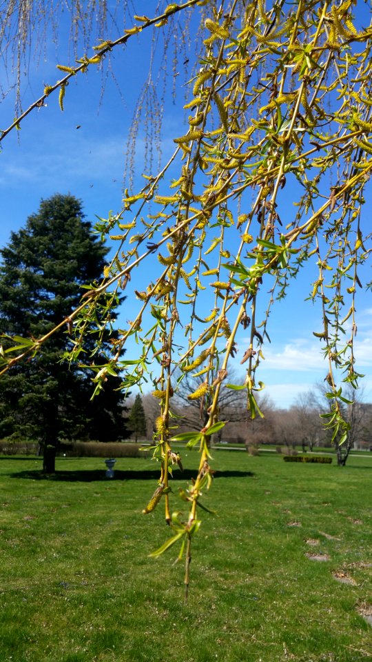 Lots of little bees were visiting the weeping willow catkins