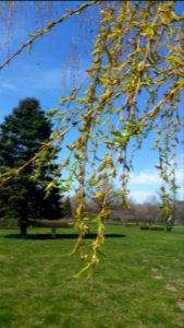 Lots of little bees were visiting the weeping willow catkins