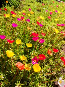 Moss rose Portulaca