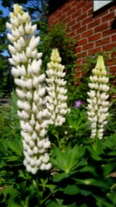 Lupine