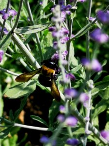 Carpenter bee Xylocopa visiting Russian sage Perovskia
