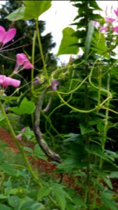 'Swiss Landfrauen' beans in cleome