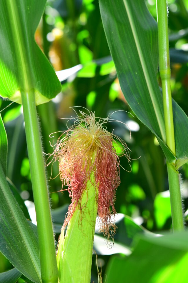 Hair plant corn plant