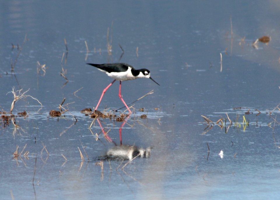 4427 black neck stilt munsel odfw