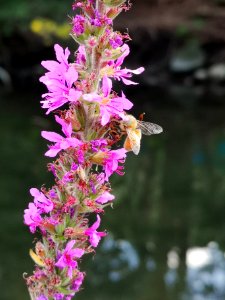 Honeybee in purple loosestrife photo