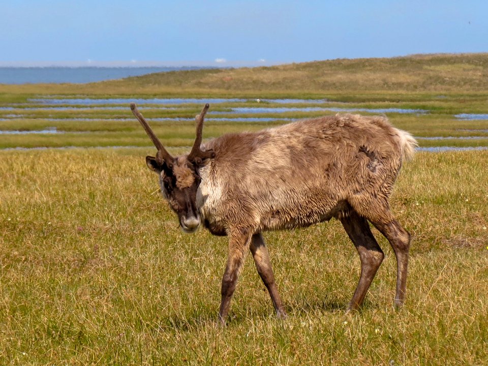 2019 Arctic Virtual Bird Fest