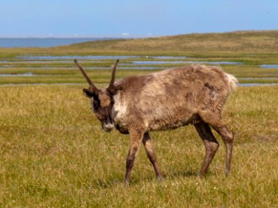 2019 Arctic Virtual Bird Fest