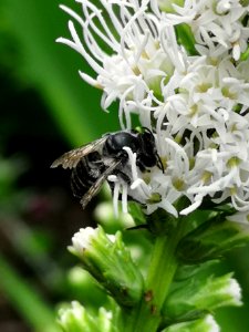 Bee on blazing star (Liatris spicata 'Floristan White') photo