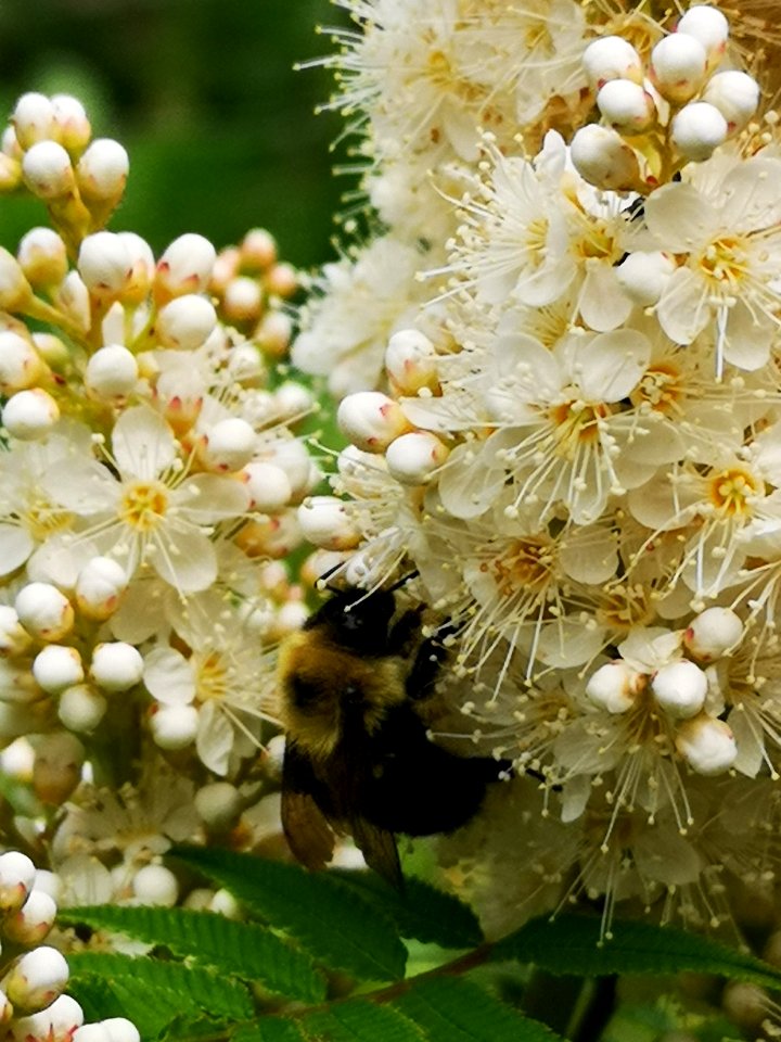 Bumblebee visiting false spiraea (Sorbaria sorbifolia 'Sem') flowers