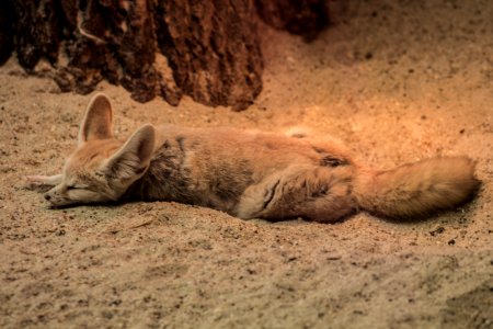 Fennec fox at the Budapest zoo photo