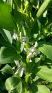 Broad bean 'Aprovecho Select'