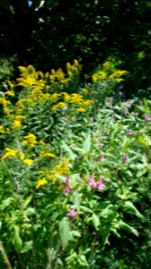 Goldenrod and Himalayan balsam