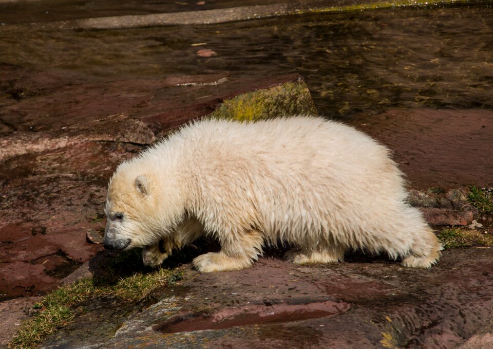 Charlotte polar bear cub tiergarten