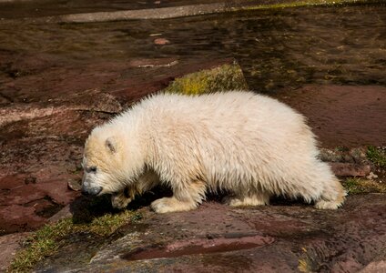 Charlotte polar bear cub tiergarten