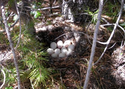 mallard nest near lake cr truemper odfw