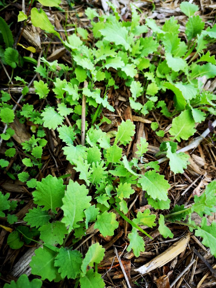 Siberian kale (Brassica napus)