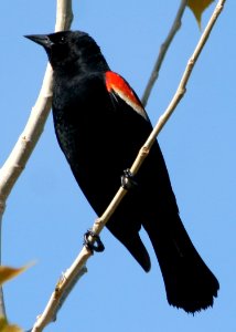 4396 red winged blackbird munsel odfw photo
